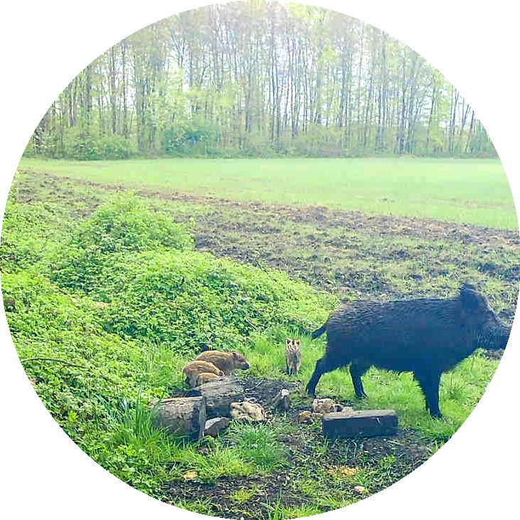 Frischlinge Abmarsch